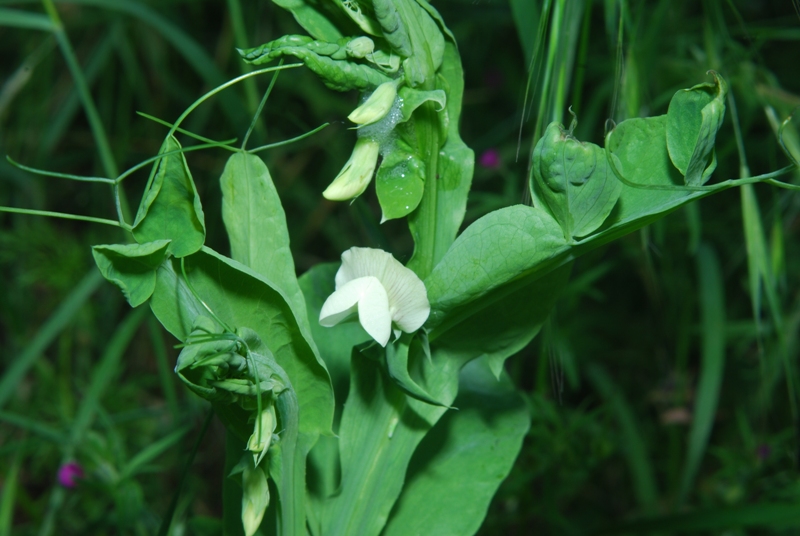 Lathyrus ochrus